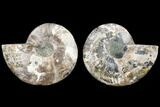 Agatized Ammonite Fossil - Madagascar #113065-1